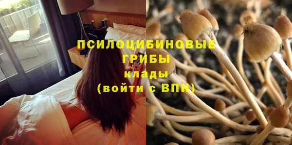 сатива Бронницы